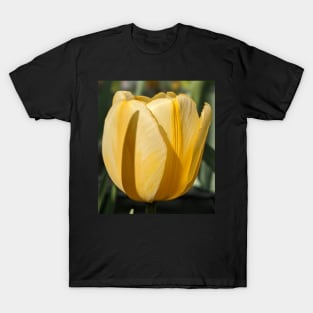 Yellow Tulip Profile 1 T-Shirt